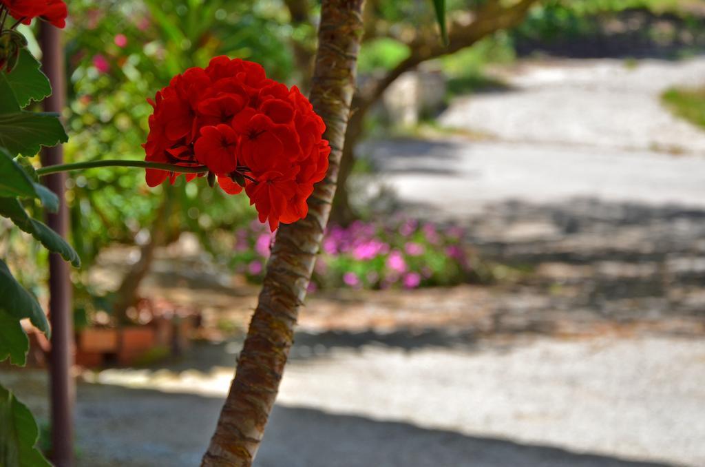 Belvedere Zakynthos Studios Vasilikos  Ngoại thất bức ảnh